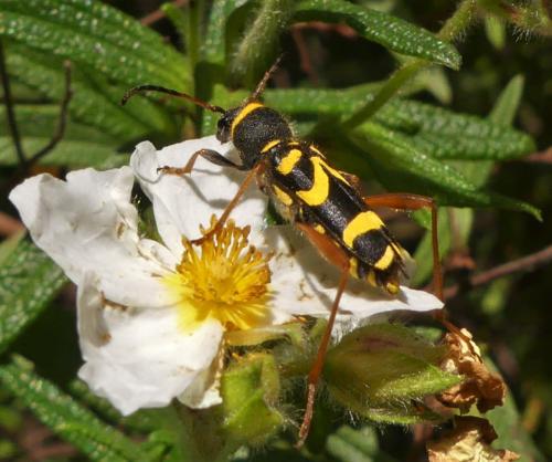 Clytus arietis